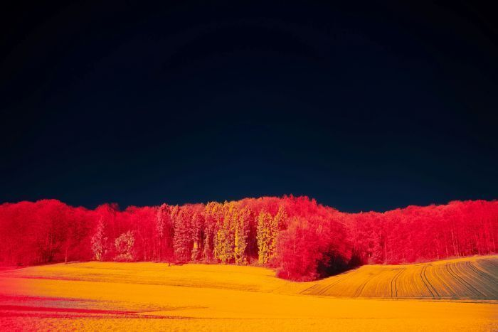 Colourful abstract forest trees